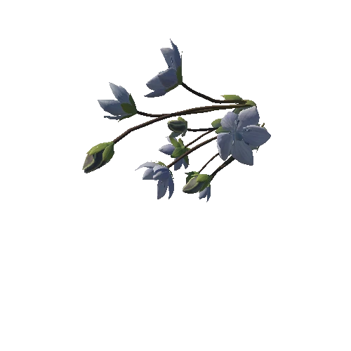 3D flower Collection vol02 Lomatogonium04_M